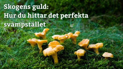 Skogens guld: Hur du hittar det perfekta svampstället